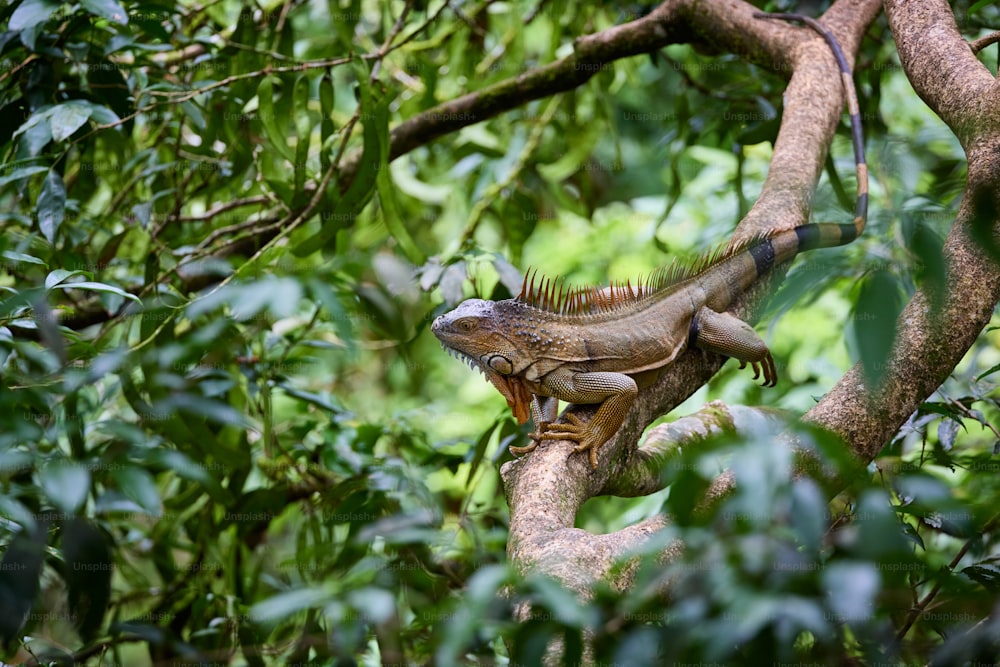 um grande lagarto sentado em cima de um galho de árvore