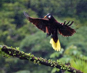 Un uccello con le ali spiegate è appollaiato su un ramo