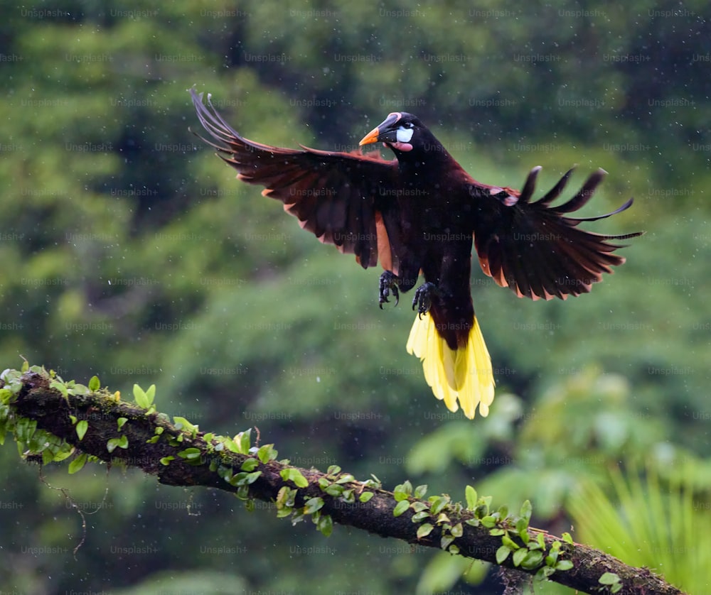 Um pássaro com as asas abertas está empoleirado em um galho