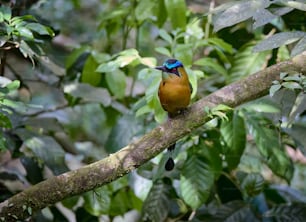 a colorful bird perched on a tree branch