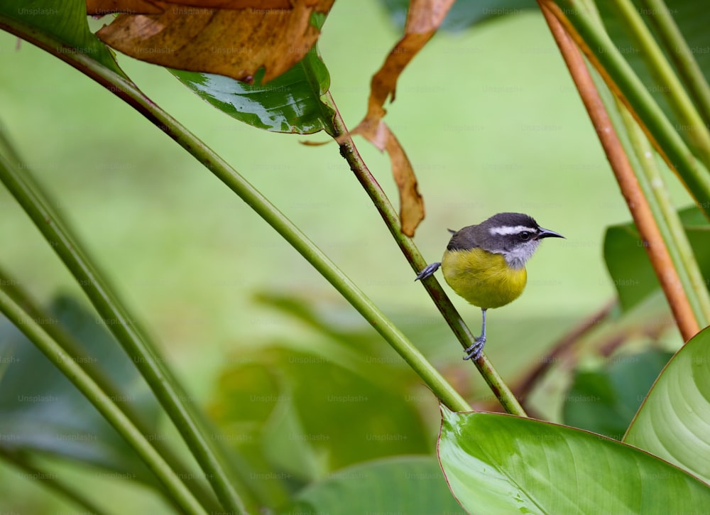 un petit oiseau est perché sur une branche