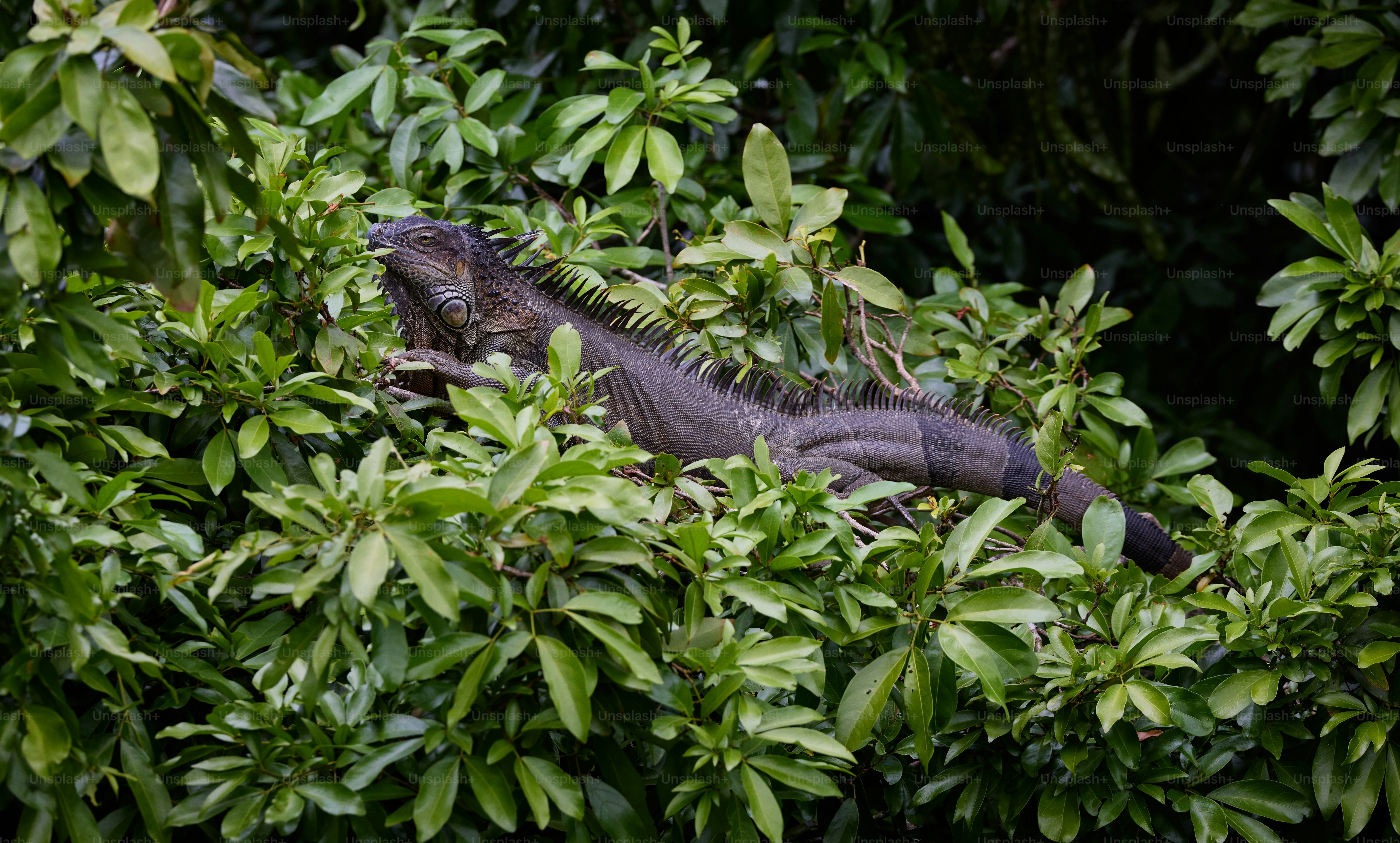 A close up of a lizard in a tree photo – Jungle Image on Unsplash