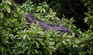 uma iguana em uma árvore na selva