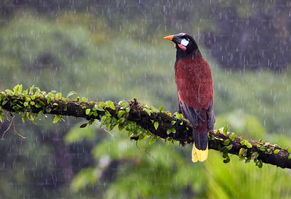 ein Vogel, der im Regen auf einem Ast sitzt