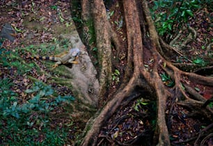 a large tree that is growing over a rock