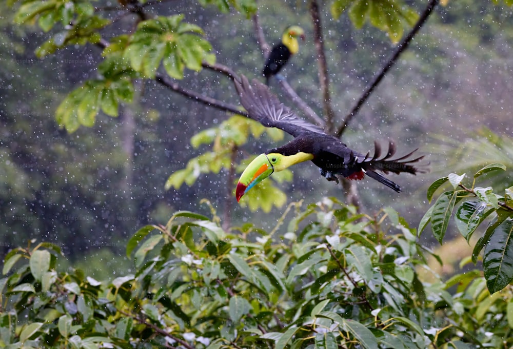 a bird with a yellow and green beak flying through the air