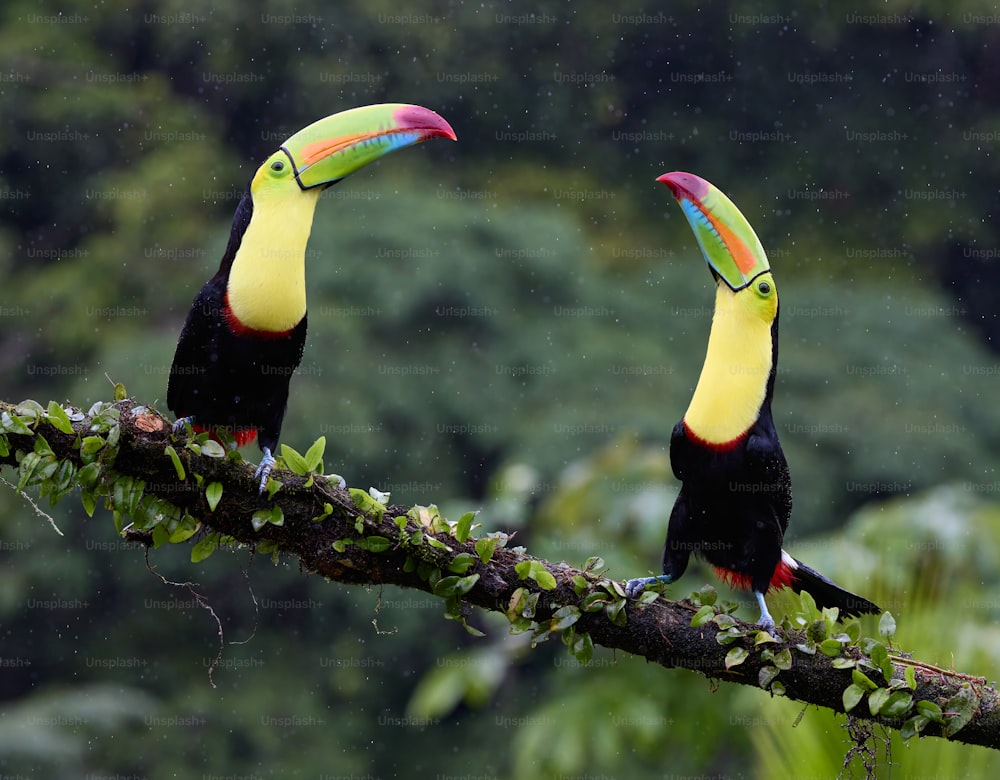 Deux toucans assis sur une branche sous la pluie