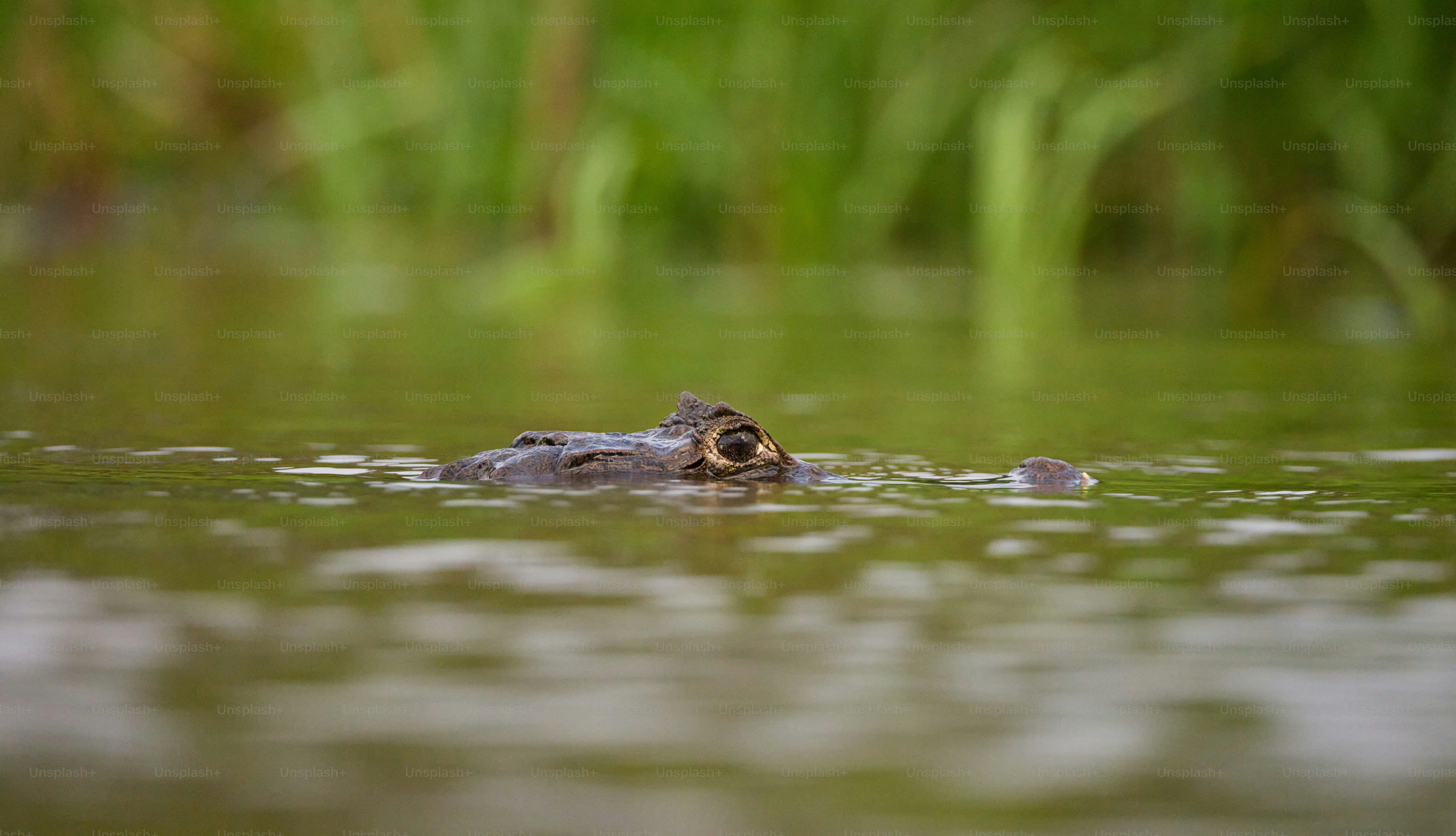 a large alligator swimming in a body of water