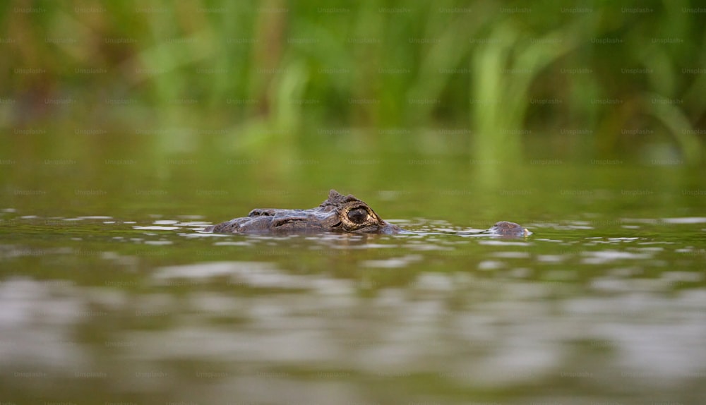 un grand alligator nageant dans un plan d’eau