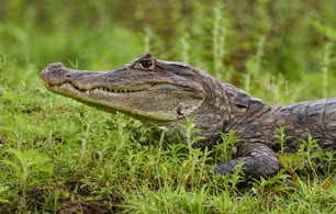 a large alligator is laying in the grass