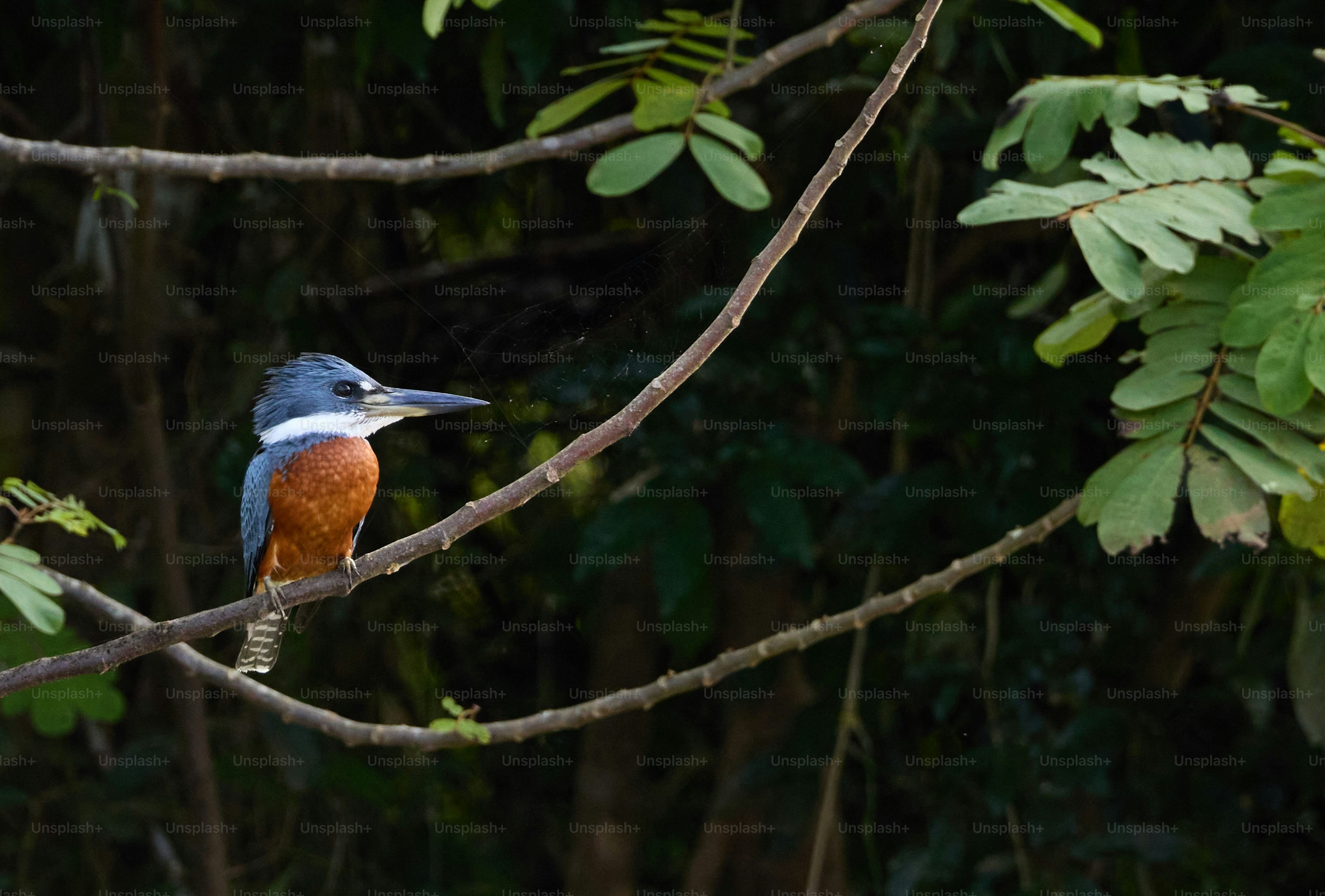 Un pájaro colorido posado en la rama de un árbol