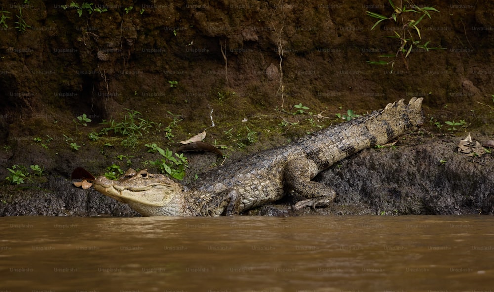 Un gran caimán sentado encima de un cuerpo de agua