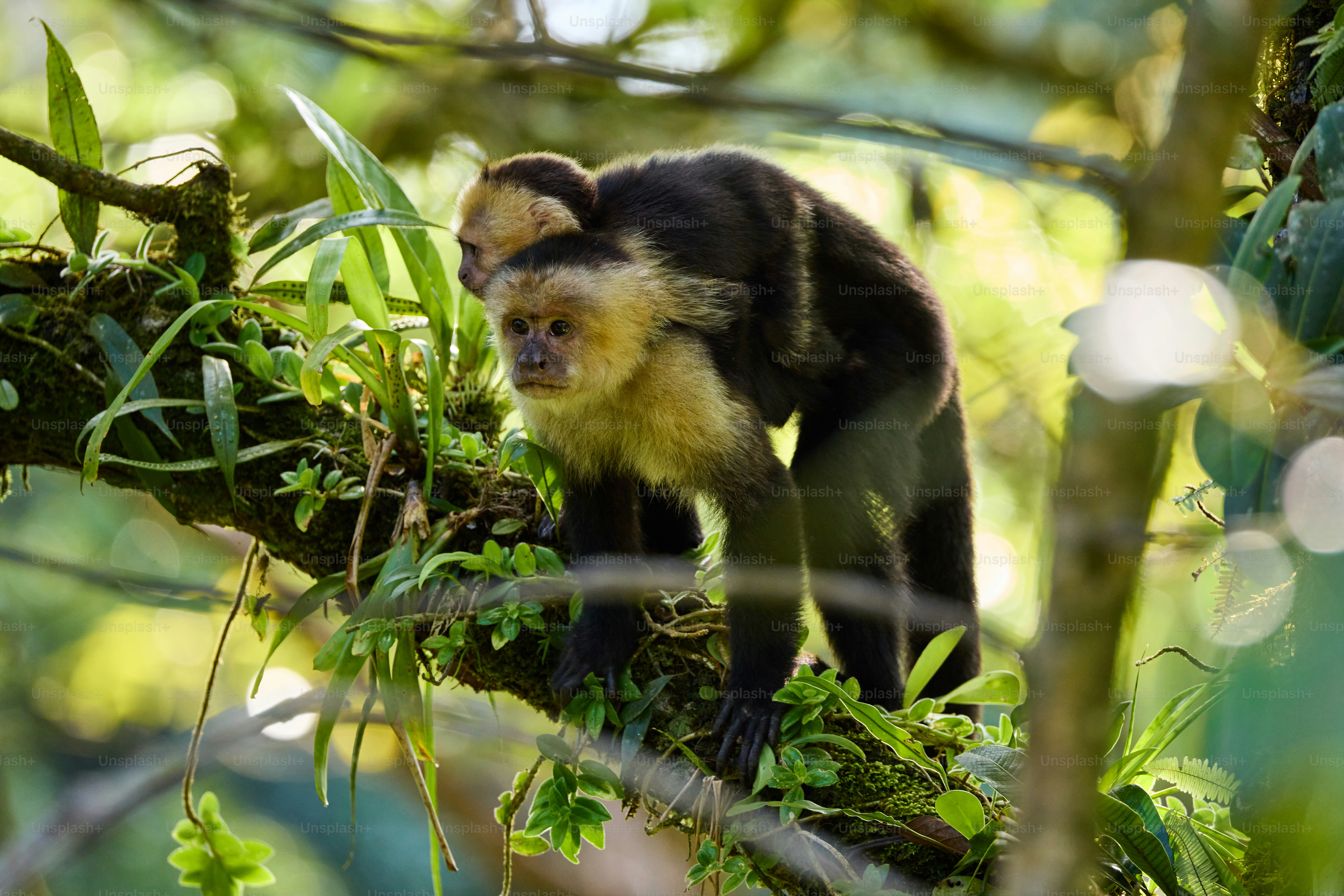 Un mono caminando sobre la rama de un árbol en un bosque