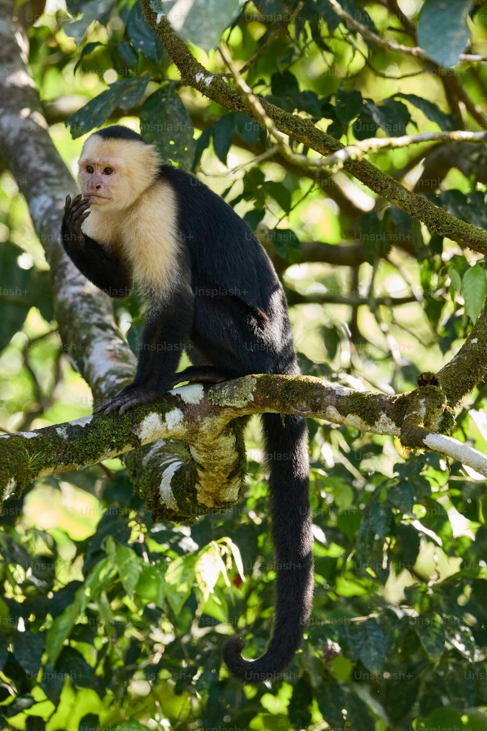 um macaco branco e preto sentado em um galho de árvore