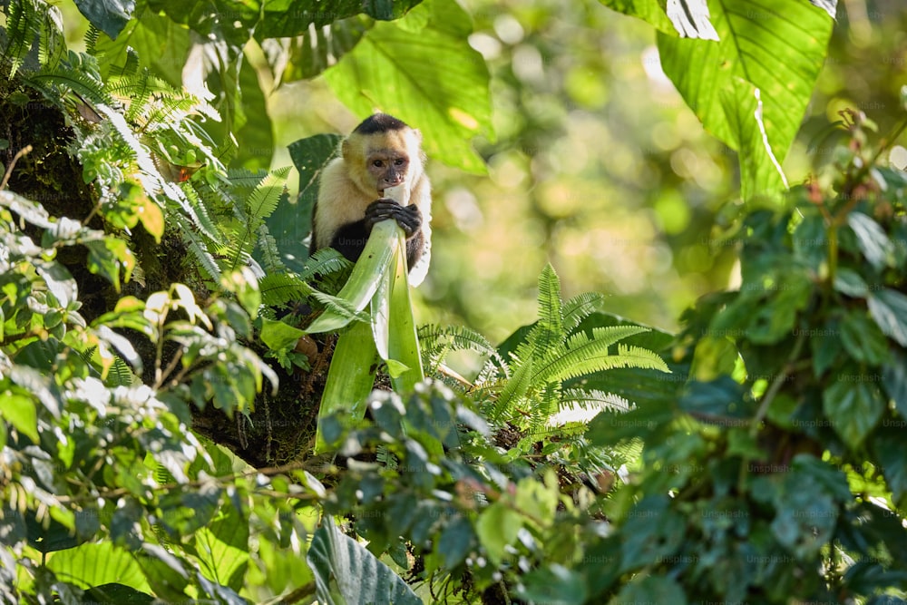 una scimmia seduta su un ramo di un albero nella giungla