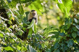 a monkey sitting on a tree branch in the jungle