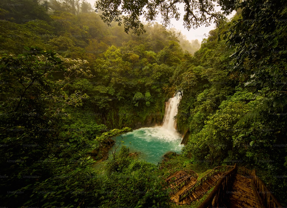 Una cascada en medio de un frondoso bosque verde