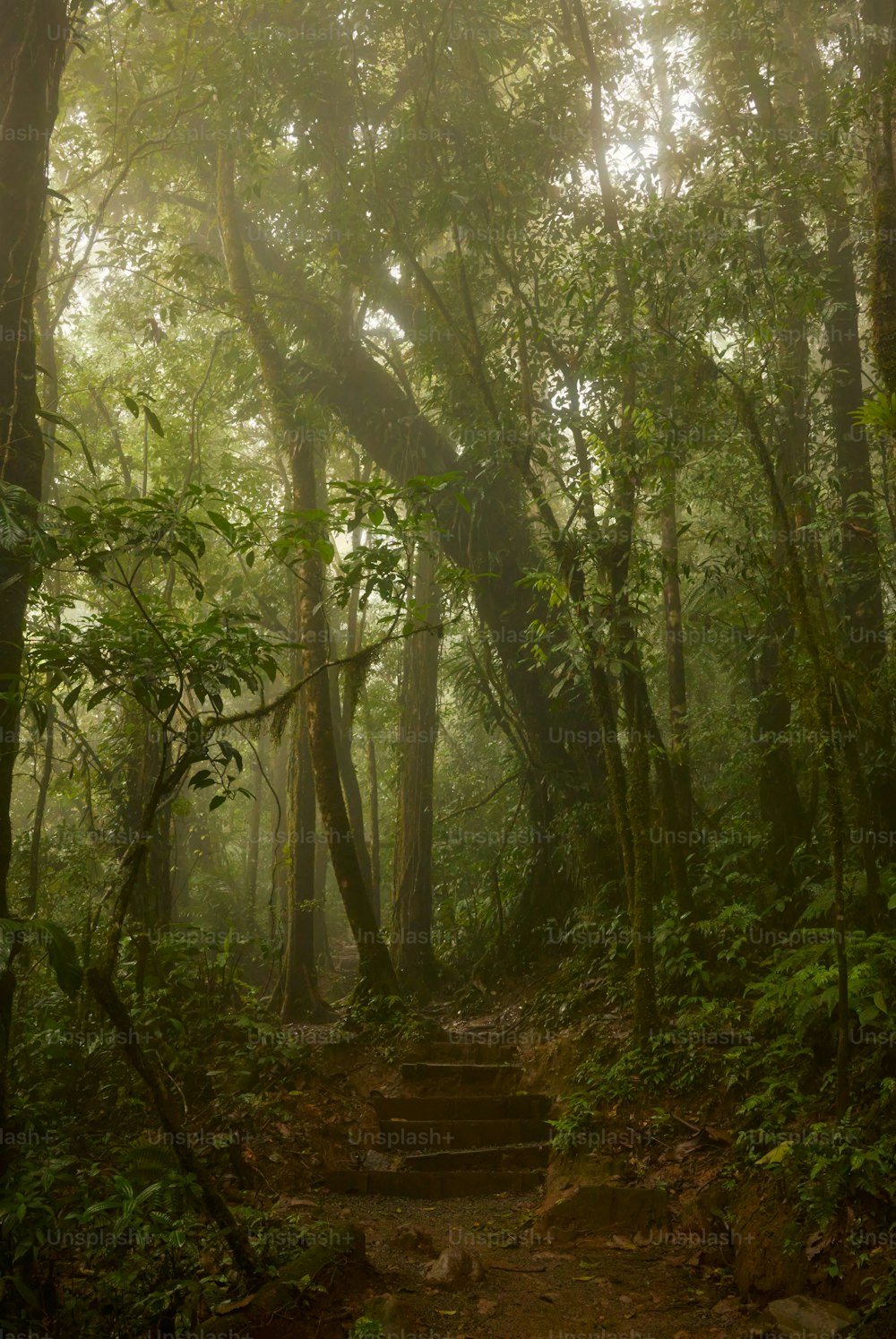 Un sentiero nel mezzo di una rigogliosa foresta verde