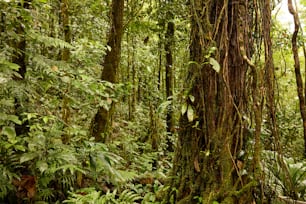 a lush green forest filled with lots of trees