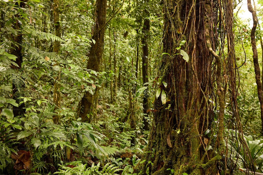 a lush green forest filled with lots of trees