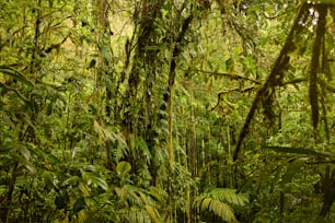 a lush green forest filled with lots of trees