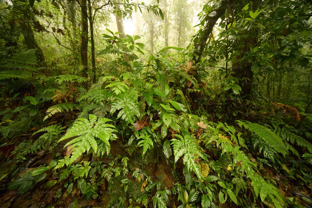 a lush green forest filled with lots of trees