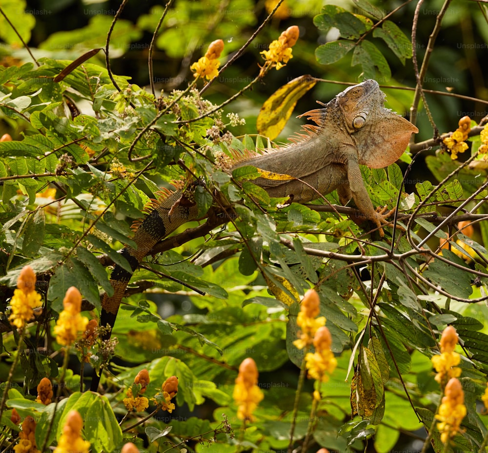 um grande lagarto sentado em cima de um galho de árvore