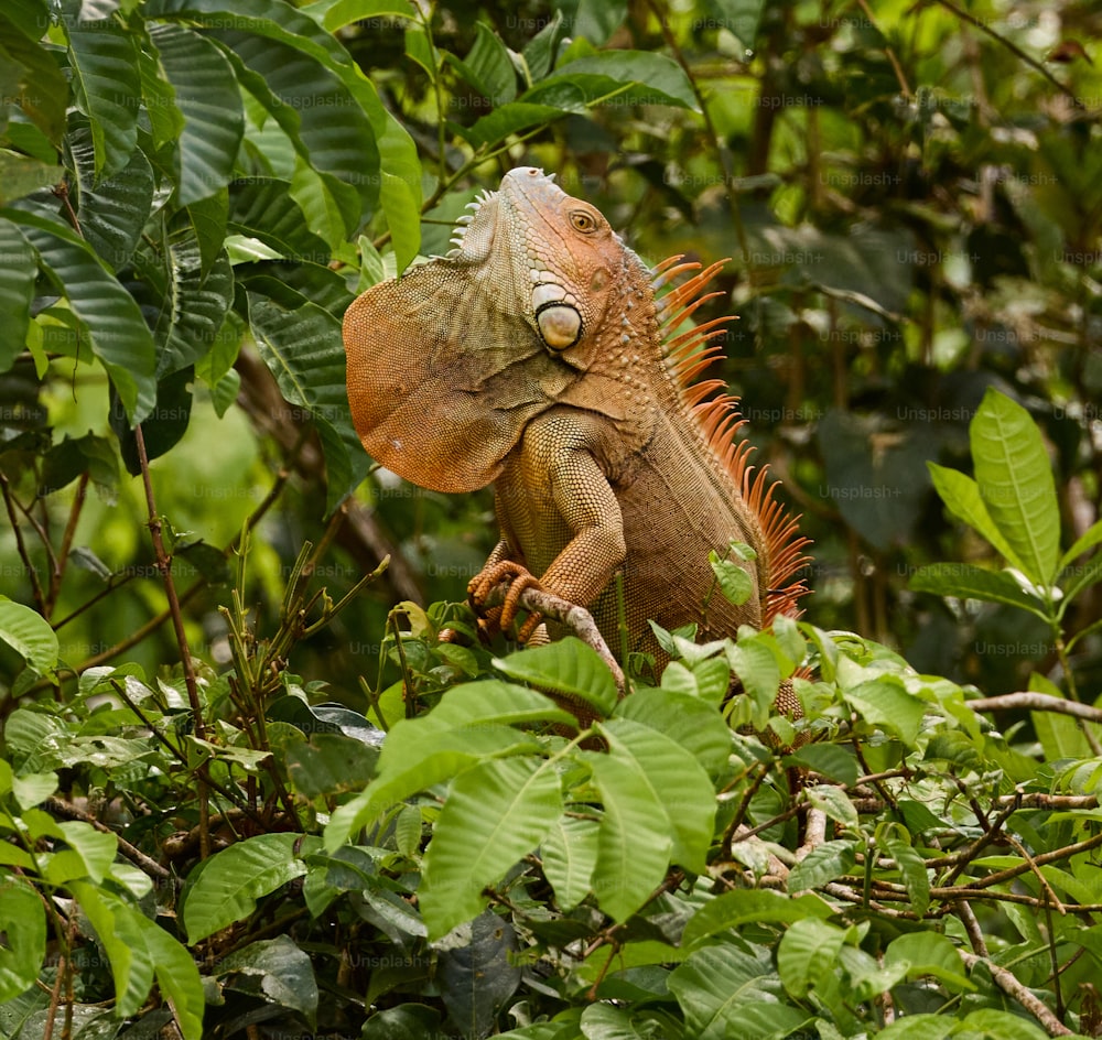 un iguane assis au sommet d’une branche d’arbre