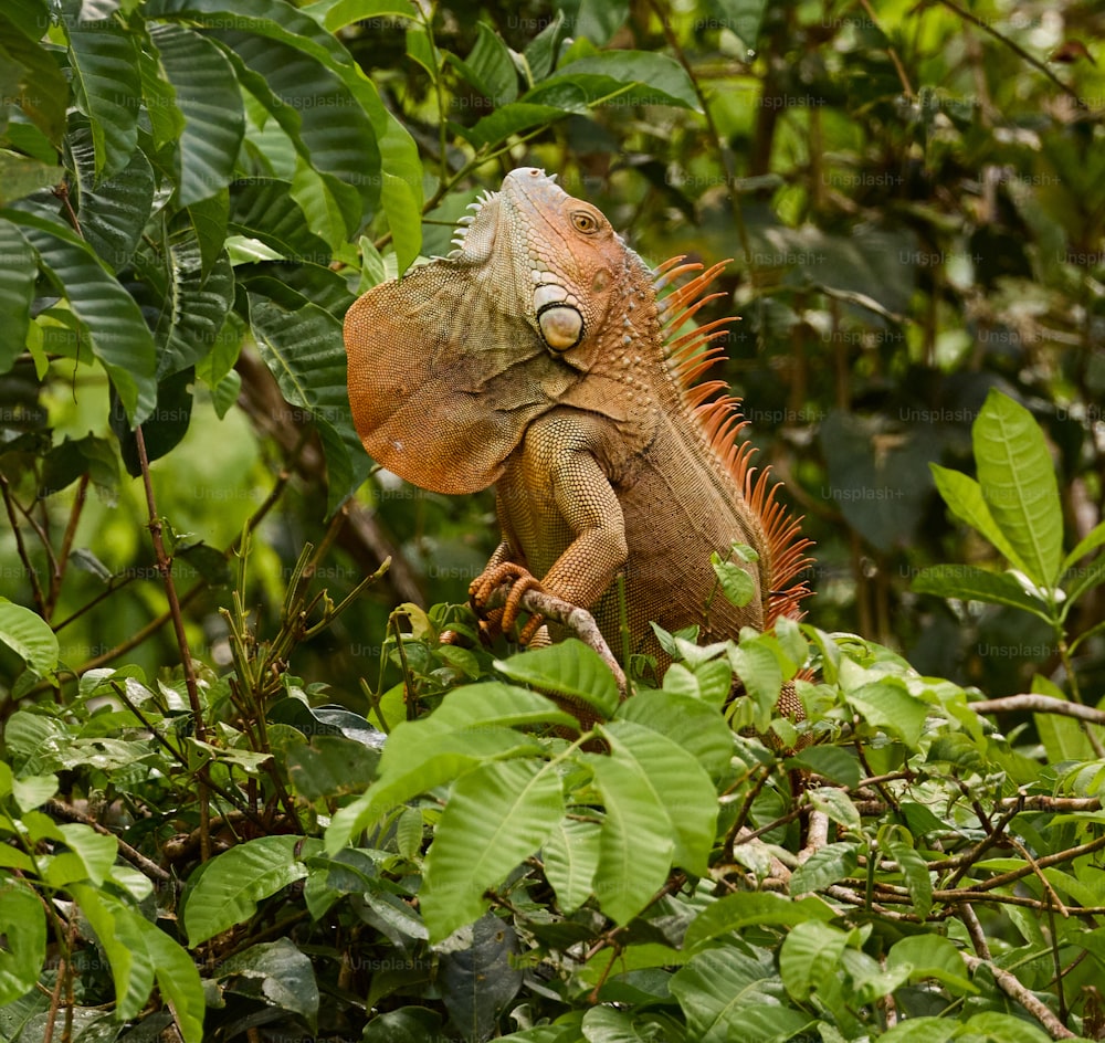 an iguana sitting on top of a tree branch