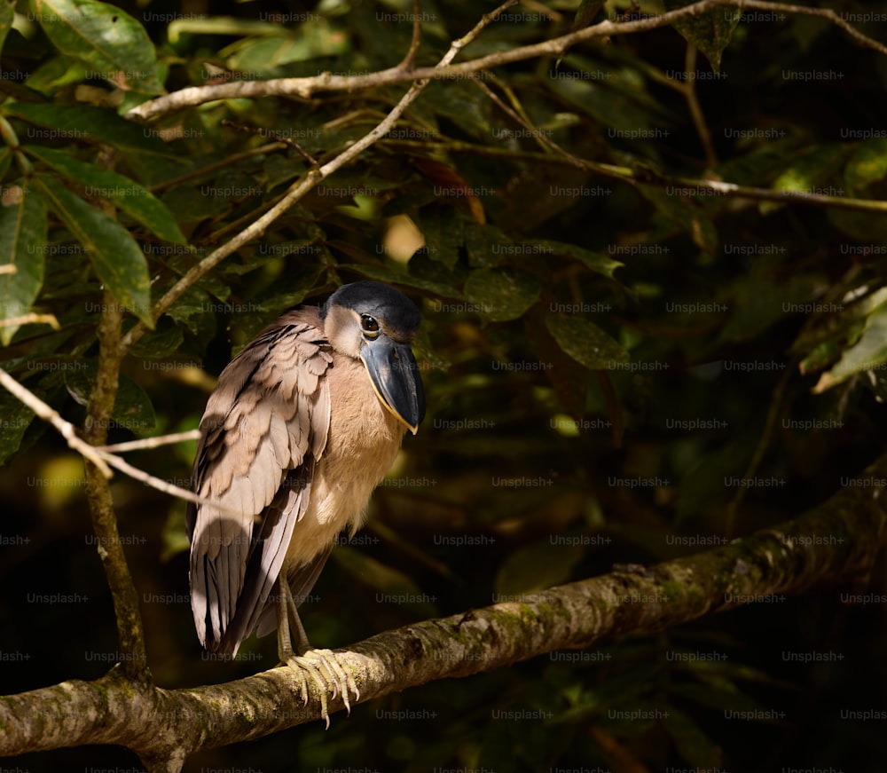 ein Vogel, der auf einem Ast in einem Baum sitzt