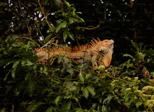 Una iguana en un árbol en la selva