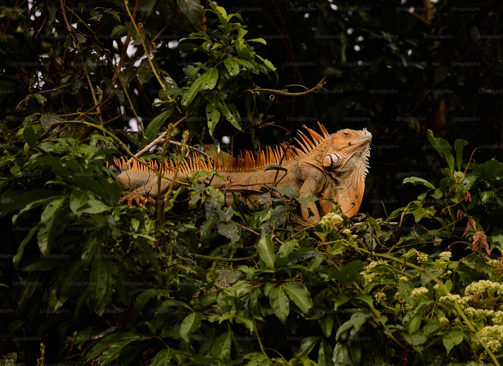 an iguana in a tree in the jungle
