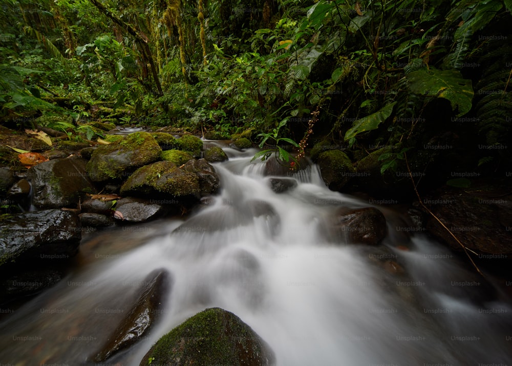 a stream running through a lush green forest