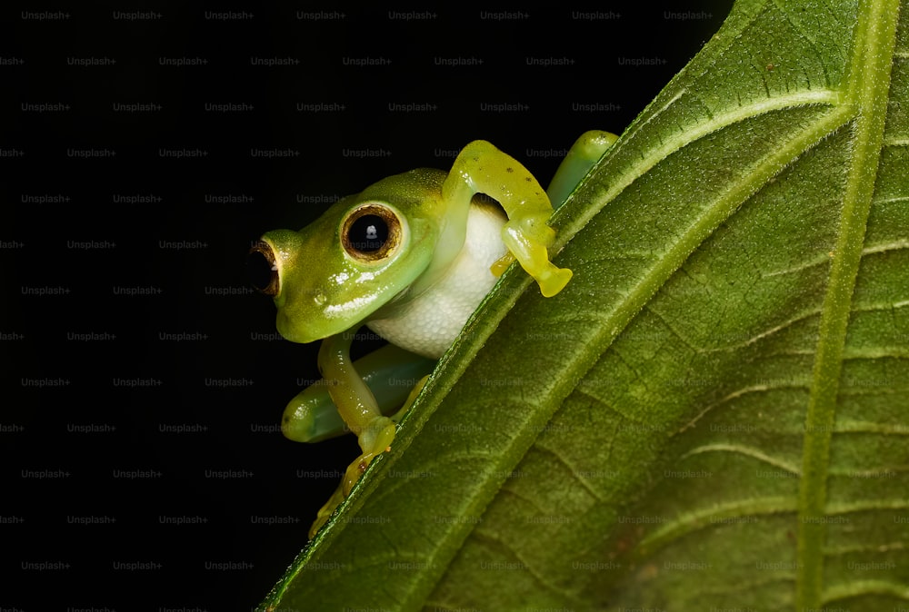 une grenouille verte assise au sommet d’une feuille