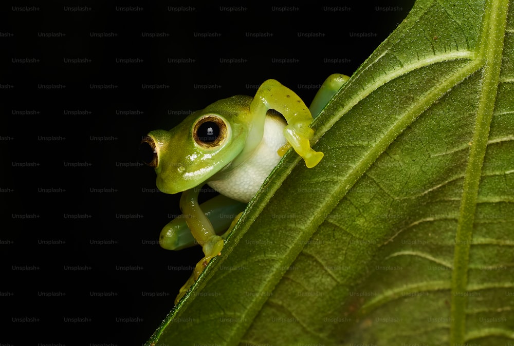 a green frog sitting on top of a leaf