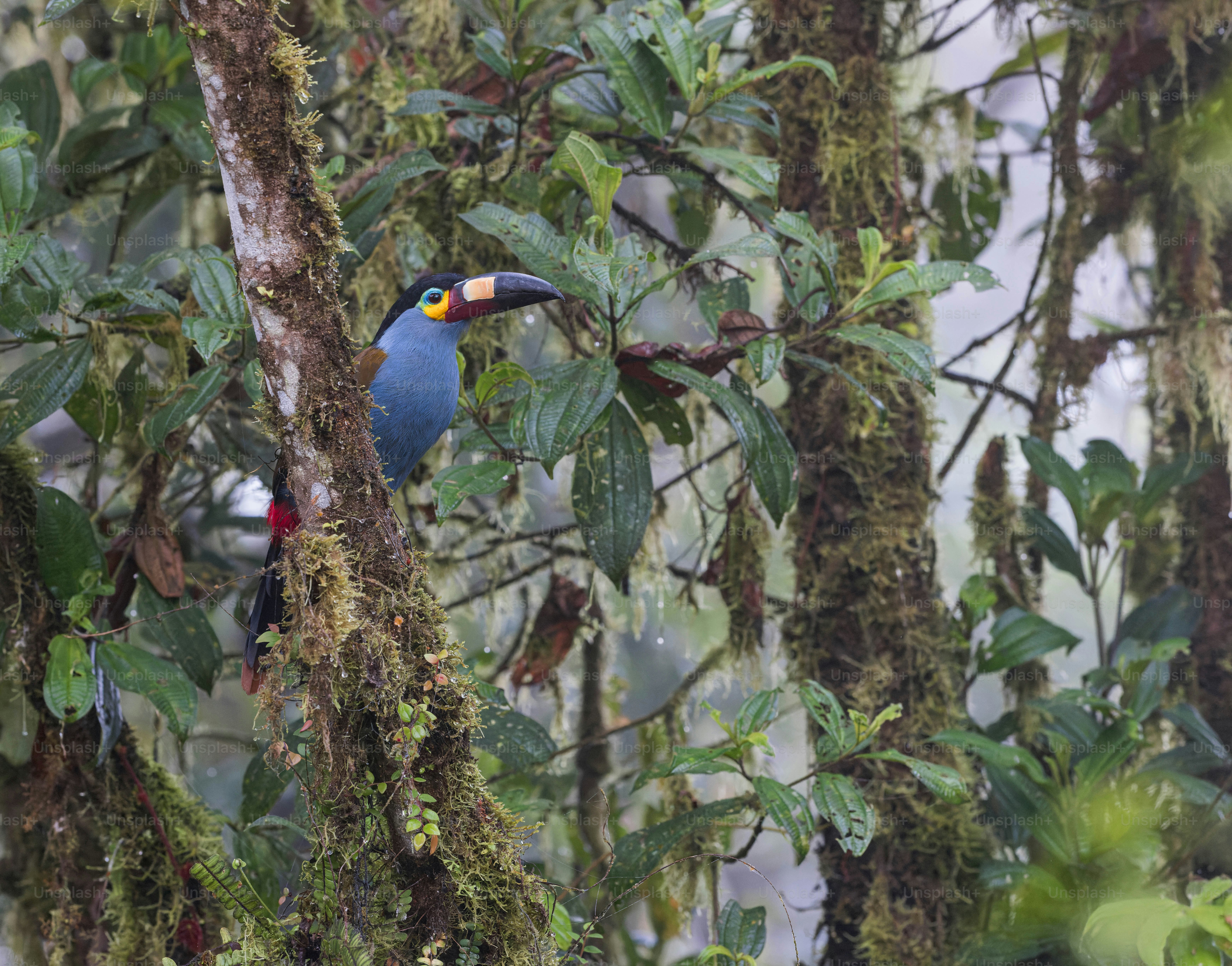 seekor burung berwarna-warni bertengger di cabang pohon