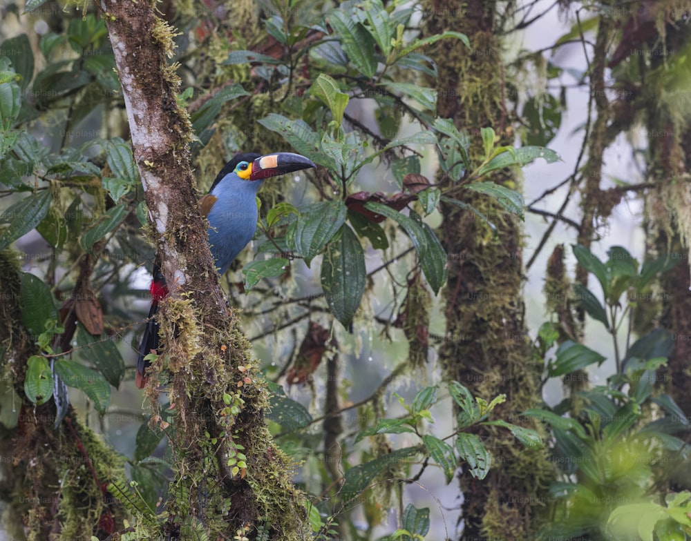 Un pájaro colorido posado en la rama de un árbol