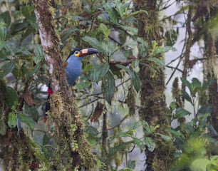 Un oiseau coloré perché sur une branche d’arbre