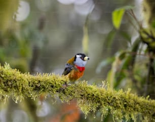 a small bird perched on a mossy branch