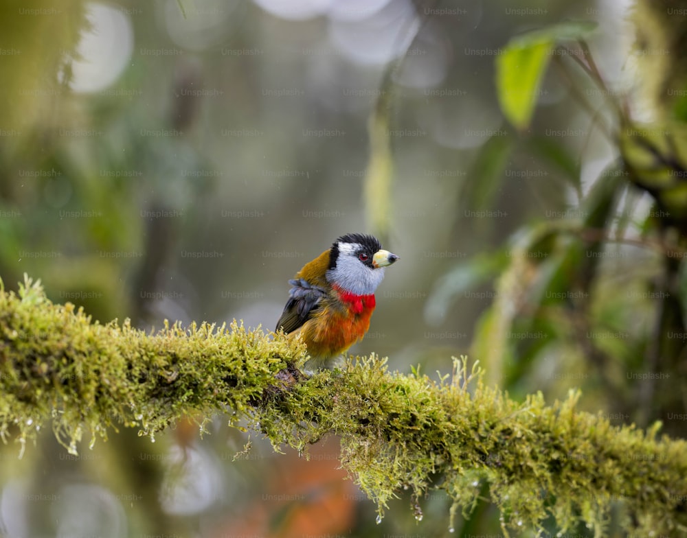 a small bird perched on a mossy branch