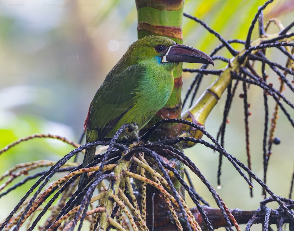 木の枝の上にとまる緑色の鳥