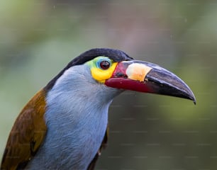 a close up of a bird with a colorful beak