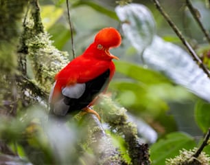 um pássaro vermelho e preto sentado em um galho de árvore