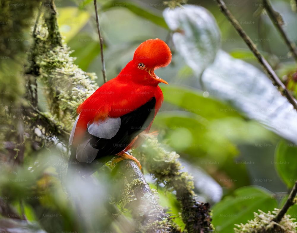 ein roter und schwarzer Vogel, der auf einem Ast sitzt