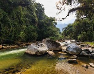 une rivière qui coule à travers une forêt verdoyante