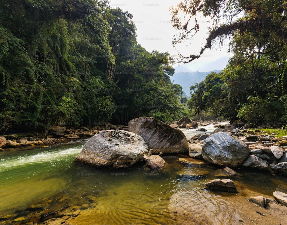 a river running through a lush green forest