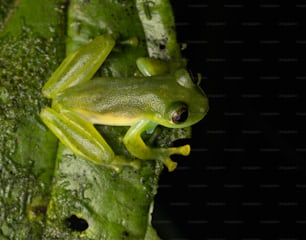 a green frog sitting on top of a leaf