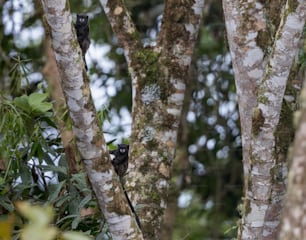 a couple of black birds sitting on top of a tree