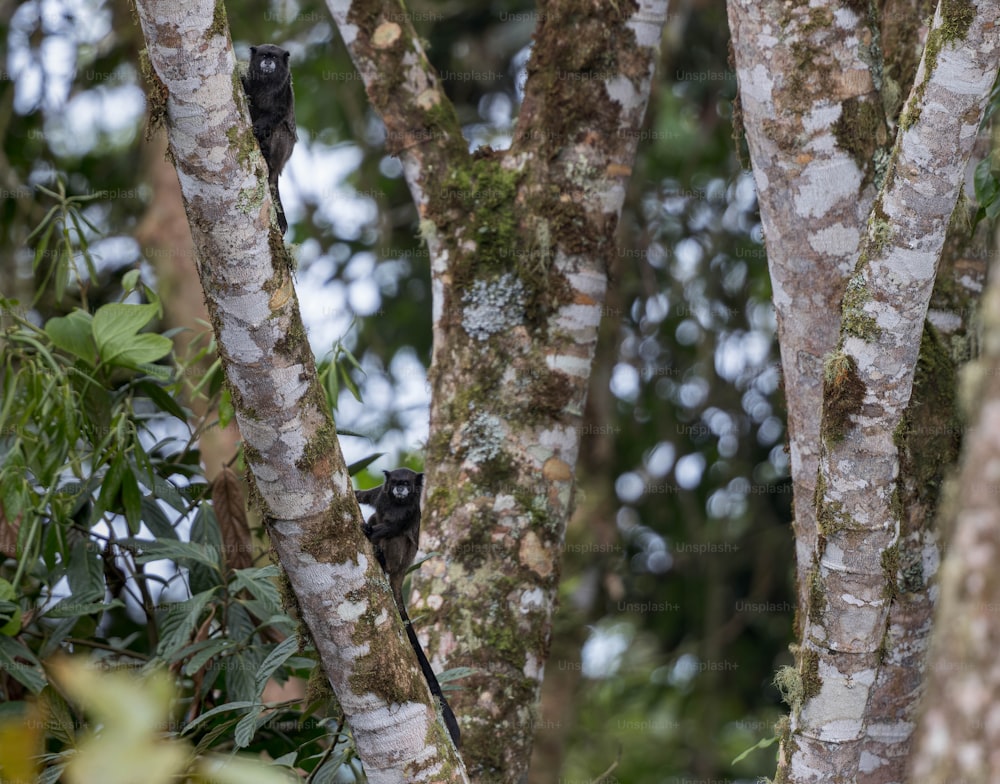 Un par de pájaros negros sentados en lo alto de un árbol