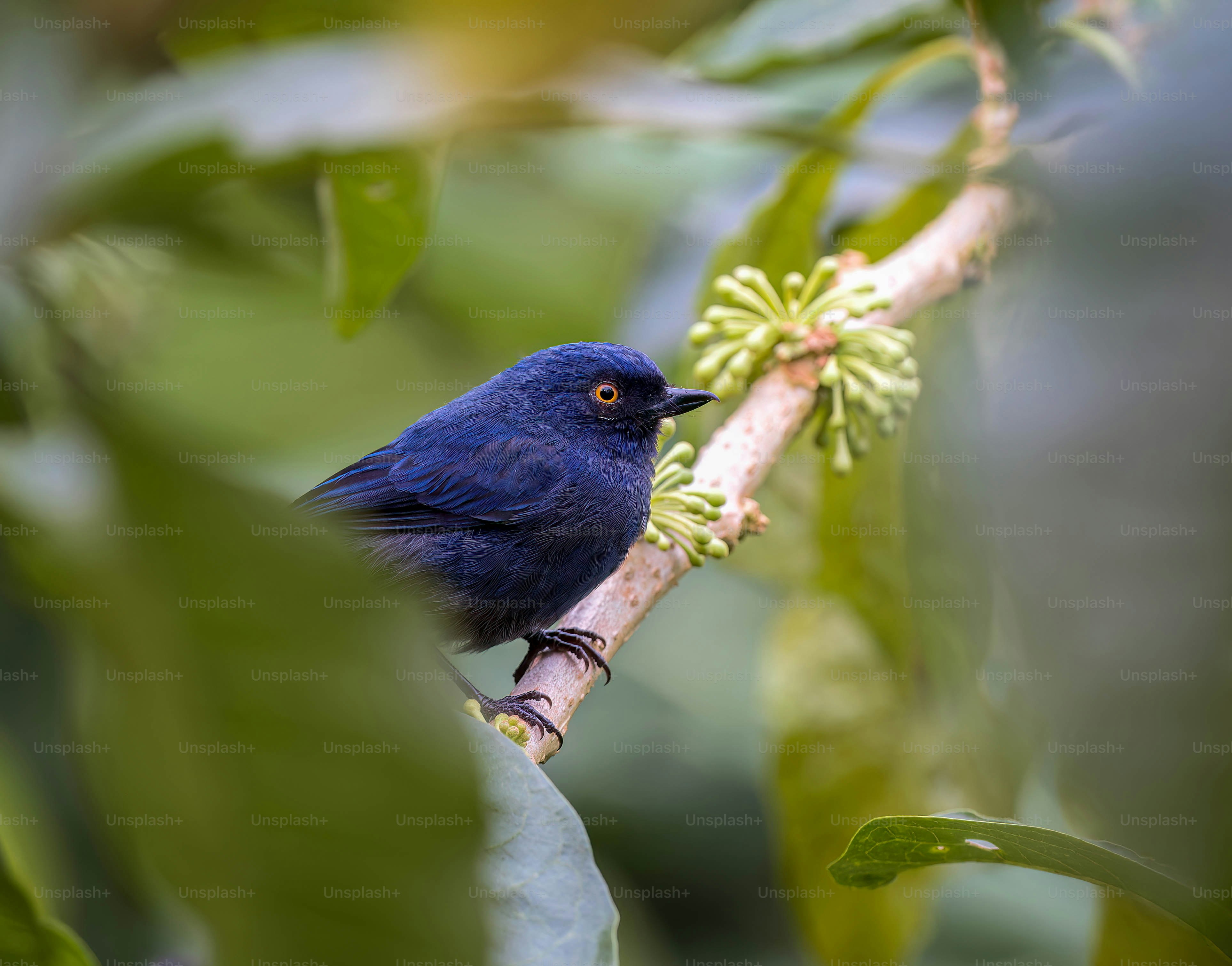a blue bird sitting on a branch of a tree